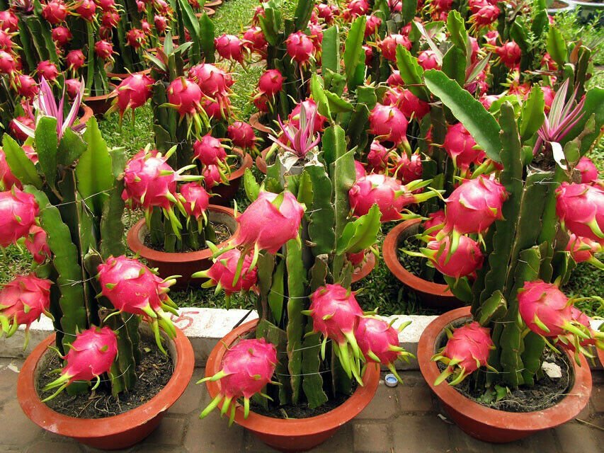 Dragon Fruit Cactuses