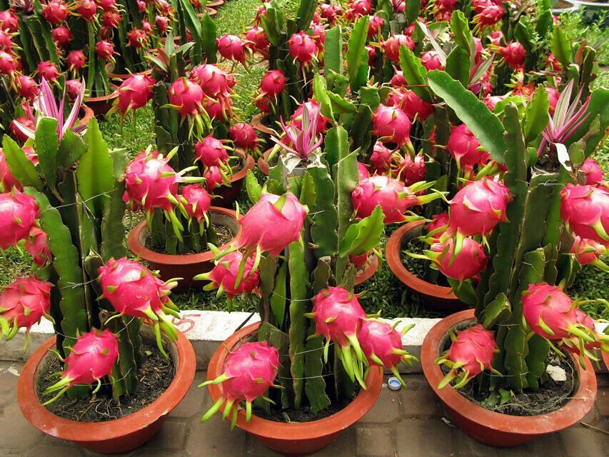 indoor dragon fruit plant Hylocereus undatus "Dragon Fruit" (Big Plant)