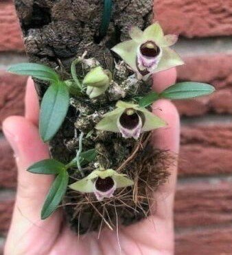 Dendrobium hekouense "Big Plant"