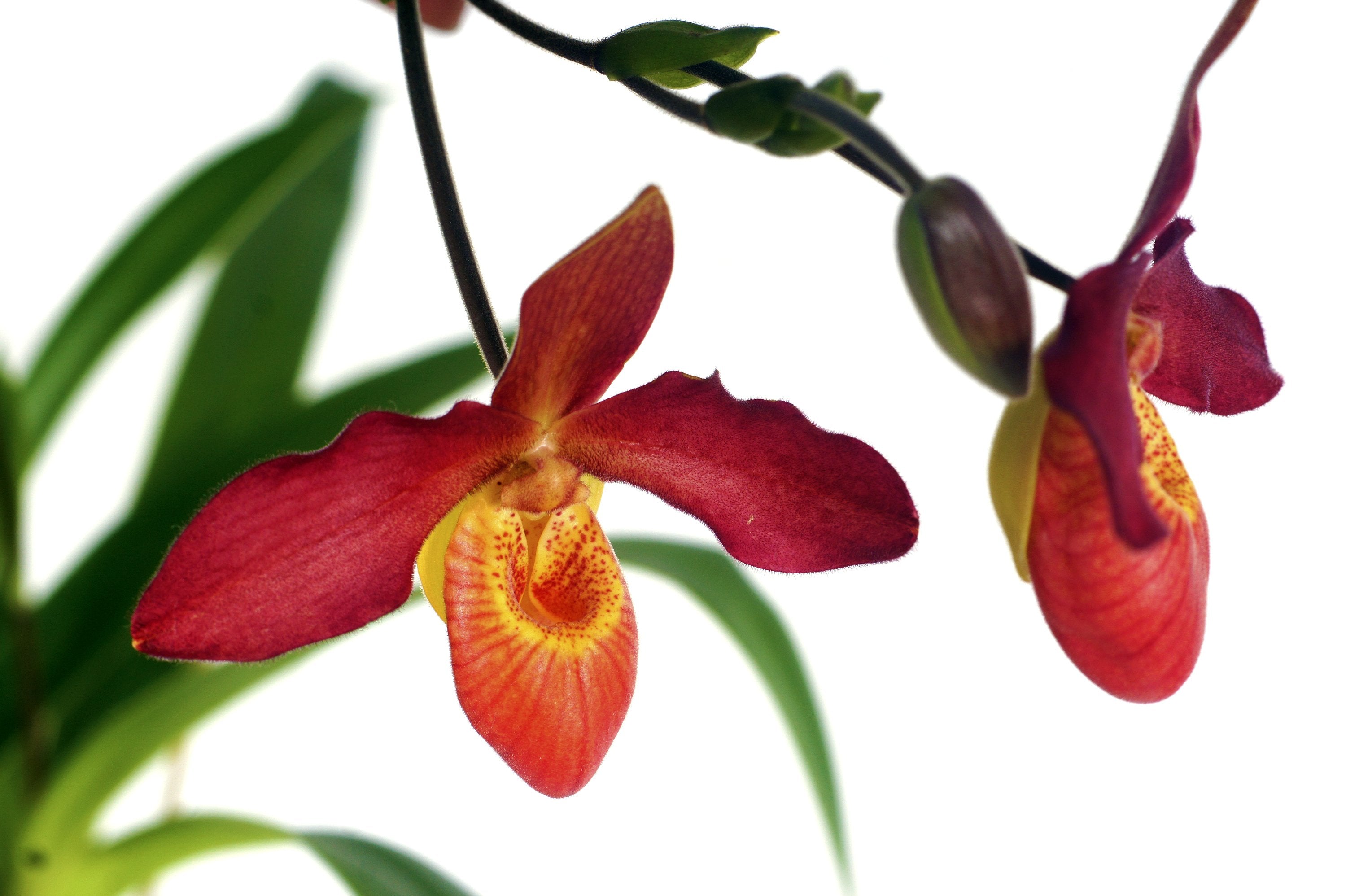 Phragmipedium Memoria Dick Clements