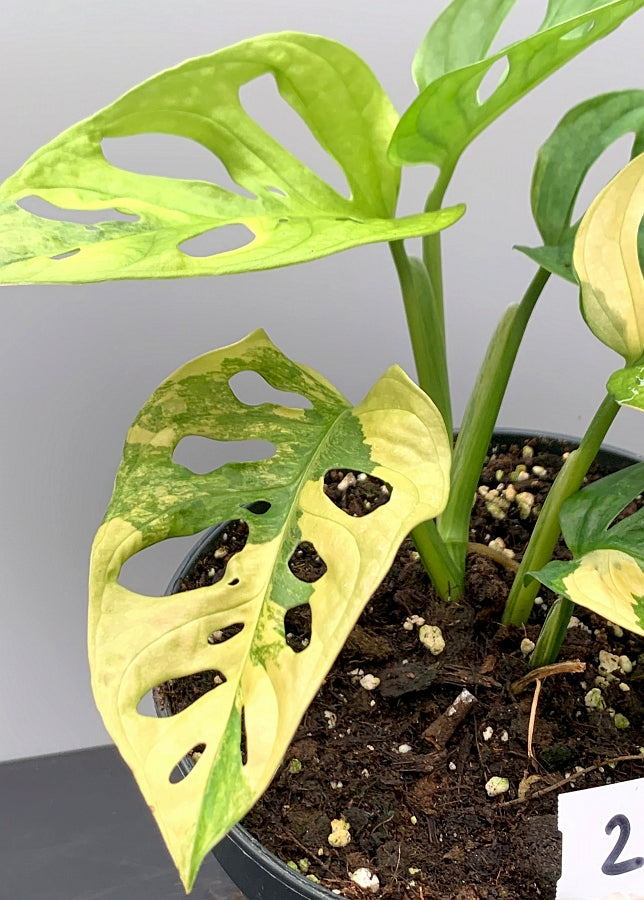 monstera adansonii gelbe blätter Monstera adansonii variegated aurea
