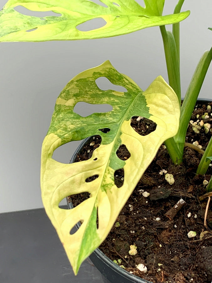Monstera adansonii variegated aurea