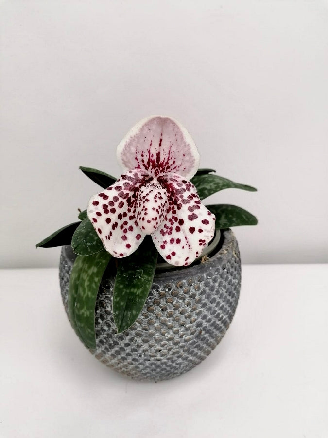 Paphiopedilum bellatulum x sib ( Neue Zone x Perfecto ) nr 1