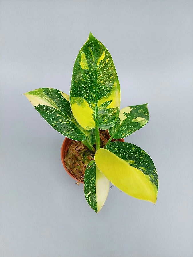 Philodendron Green Congo Marble Variegated