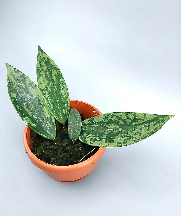 Hoya rangsan "Splash"