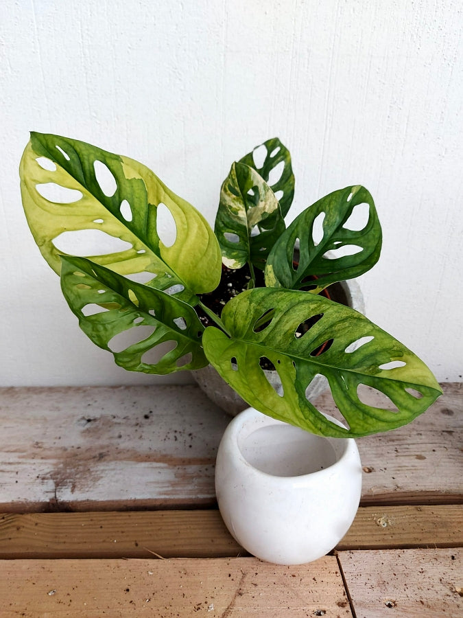 Monstera adansonii variegated aurea (4-5 Leaves)