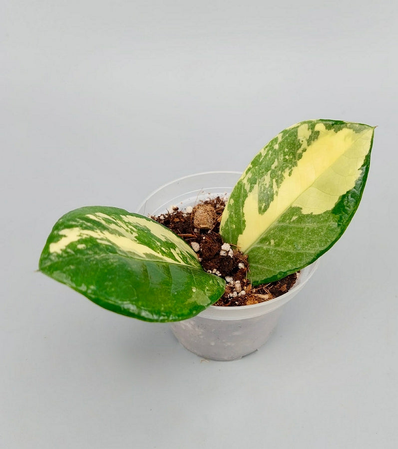 Zamioculcas zamiifolia In hohem Maße Variegated (2-Blatt-Schnitt)
