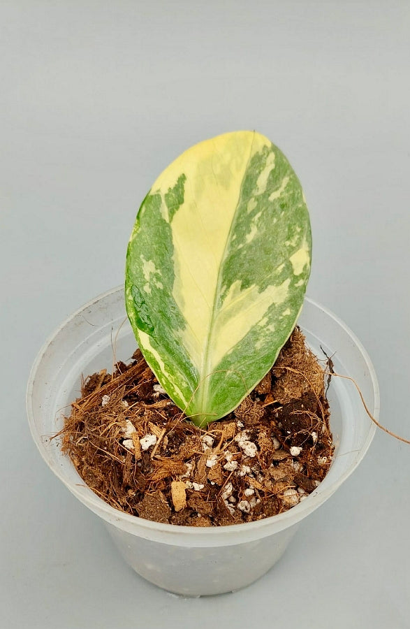Zamioculcas zamiifolia In hohem Maße Variegated (1 Blattschnitt)
