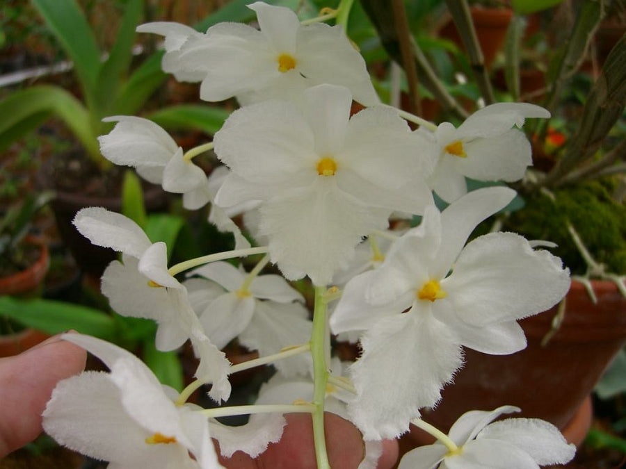 Dendrobium farmeri fma. petaloid album 'Hsinying , GM/JOGA, CHE/AOS , Limited '