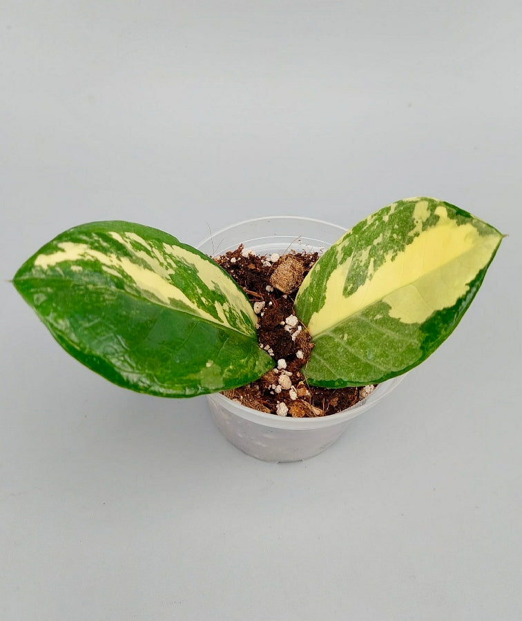 Zamioculcas zamiifolia In hohem Maße Variegated (2-Blatt-Schnitt)