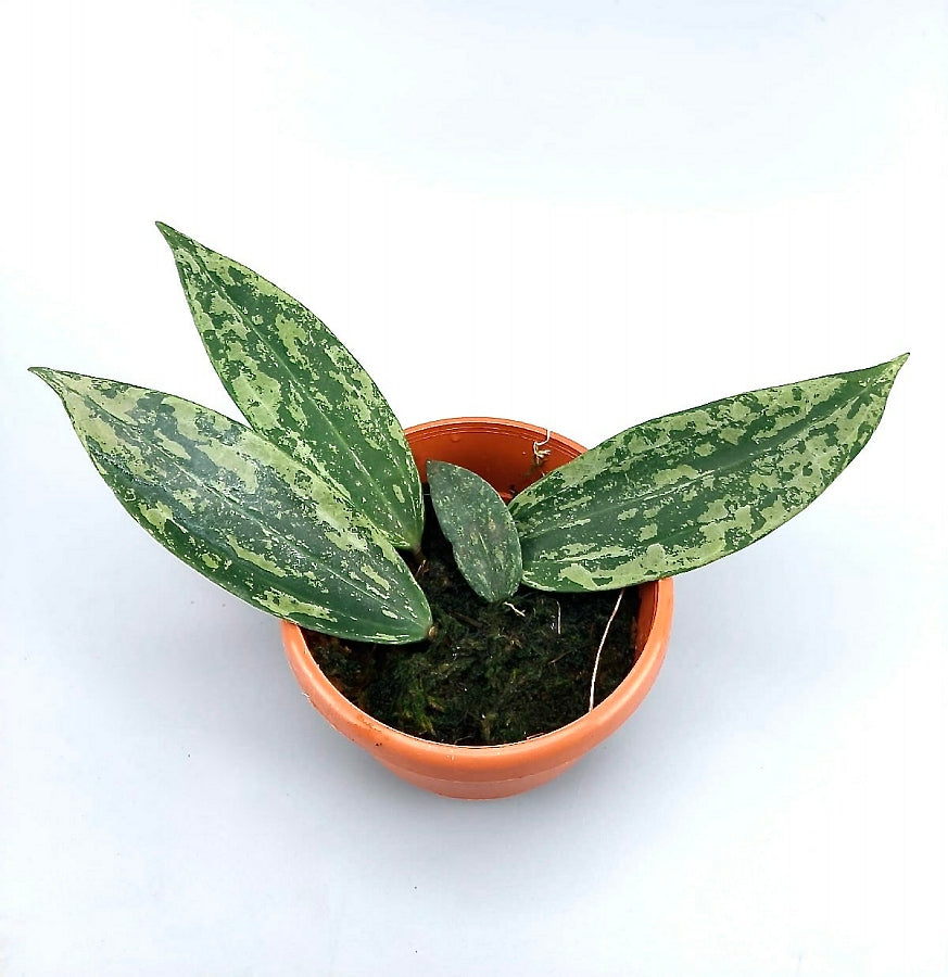 Hoya rangsan "Splash"