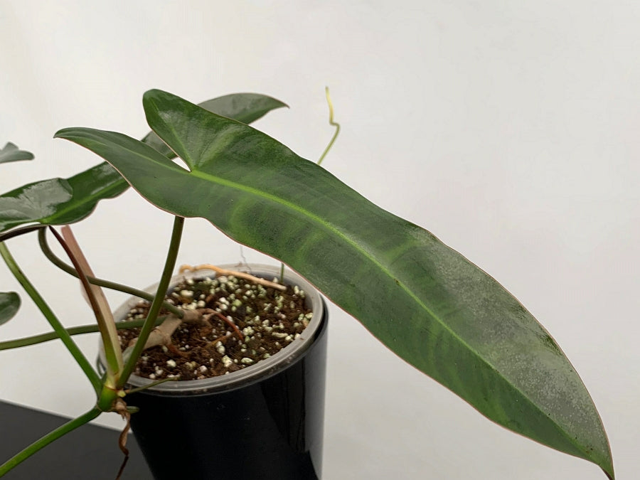 Philodendron atabapoense