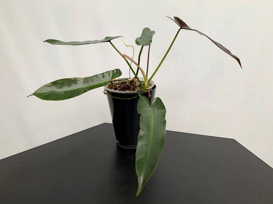 Philodendron atabapoense