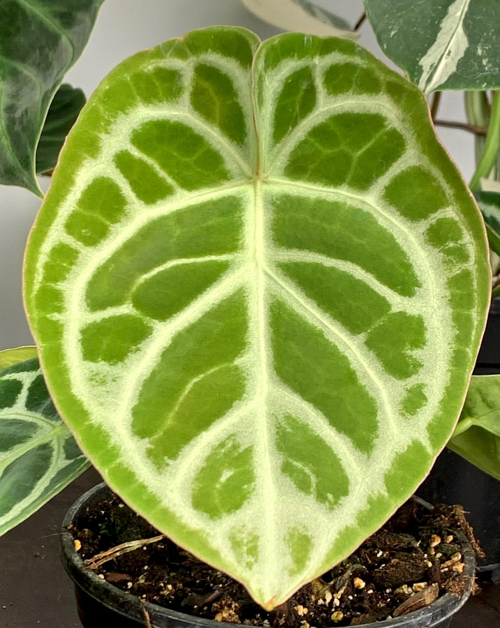 Anthurium crystallinum "Silver Queen" (Klein pflanze)