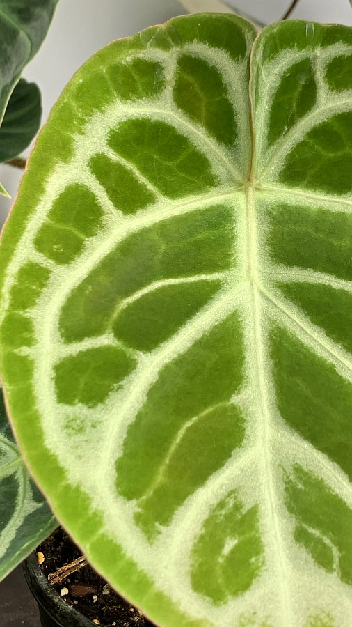 Anthurium crystallinum "Silver Queen" (Groß pflanze)