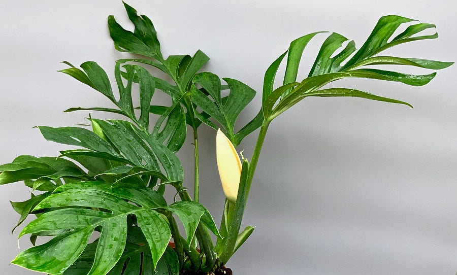 Monstera Pinnatipartita "XXL Big Old Plant"