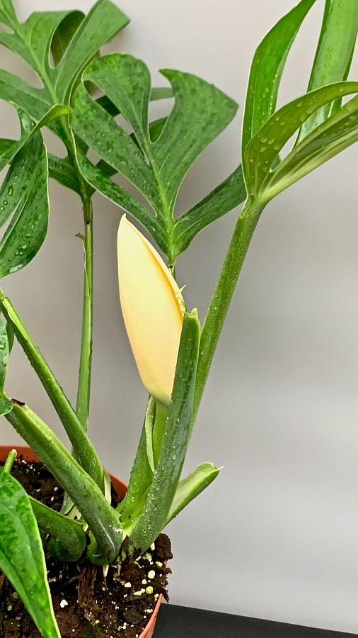 Monstera Pinnatipartita "XXL Big Old Plant"
