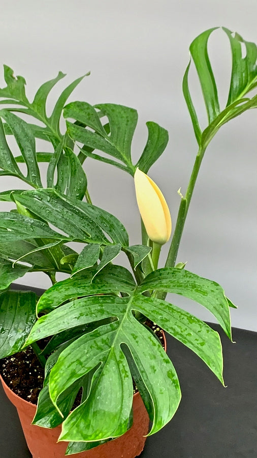 Monstera Pinnatipartita "XXL Big Old Plant"