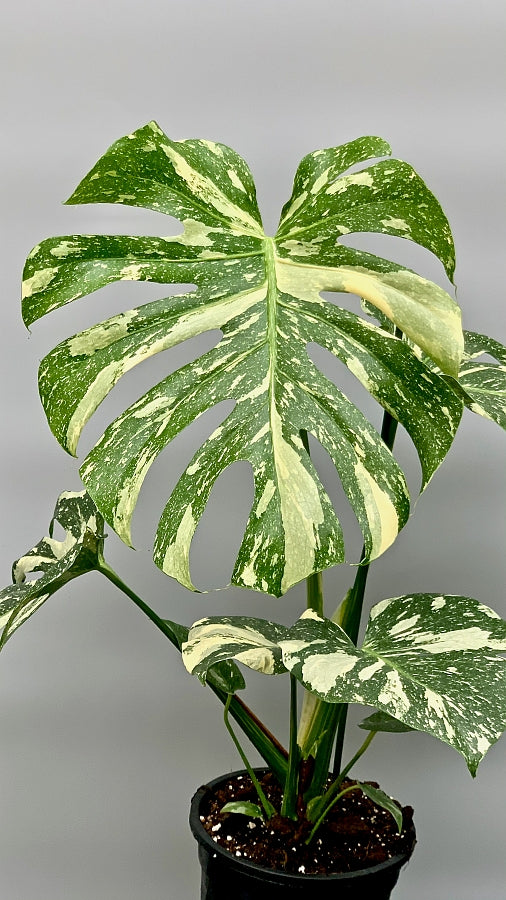 Monstera Thai Constellation "Big Plant"