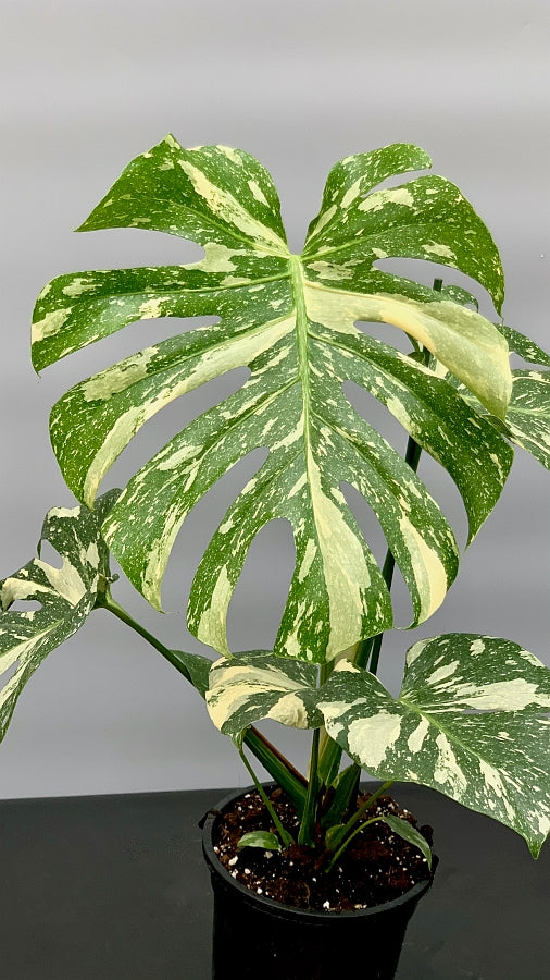 Monstera Thai Constellation Big Size Plant