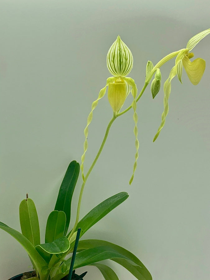 Paphiopedilum philippinense var. Alba