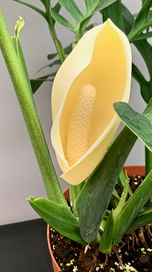 Monstera Pinnatipartita "XXL Big Old Plant"