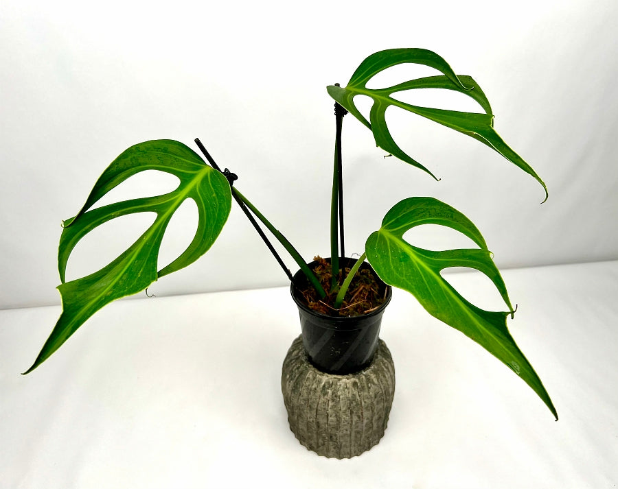 Monstera 'Burle Marx Flame' XL 3 Big Leaves