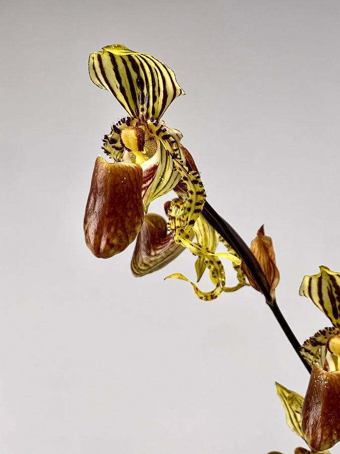 Paphiopedilum supardii x sib ('Golden Boy x Tap Dancer) "Big Plant''