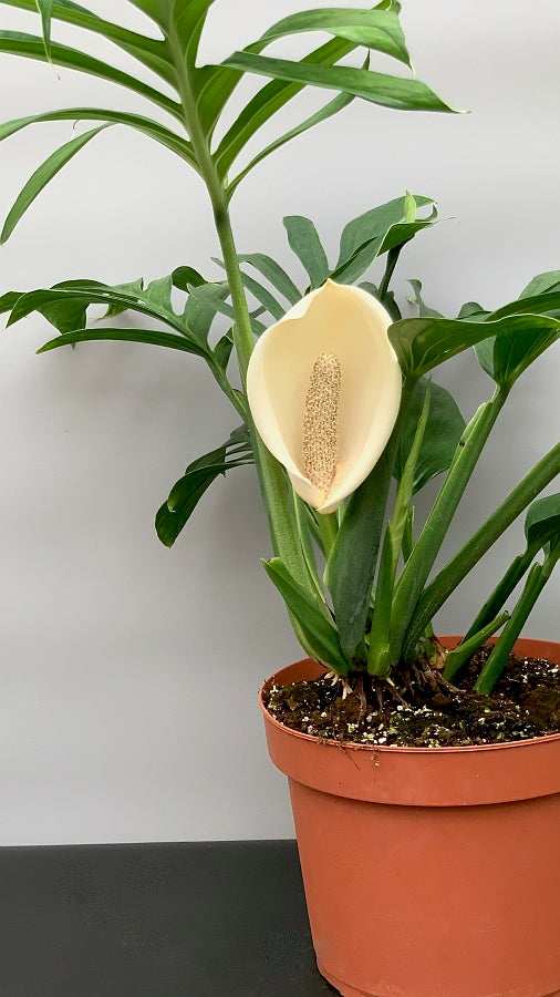 Monstera Pinnatipartita "XXL Big Old Plant"