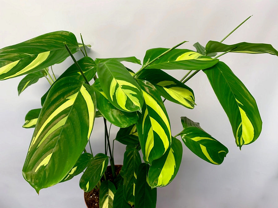 Ctenanthe Lubbersiana (Calathea Golden Mosaic)