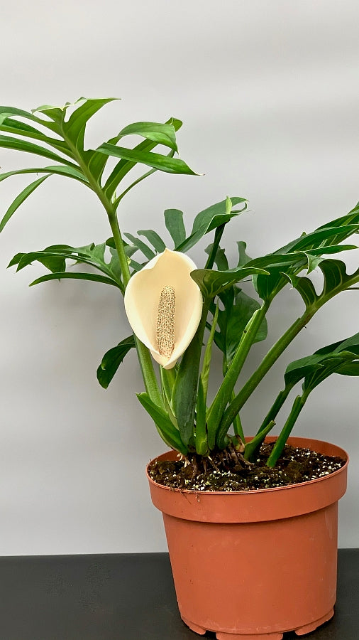 Monstera Pinnatipartita "XXL Big Old Plant"