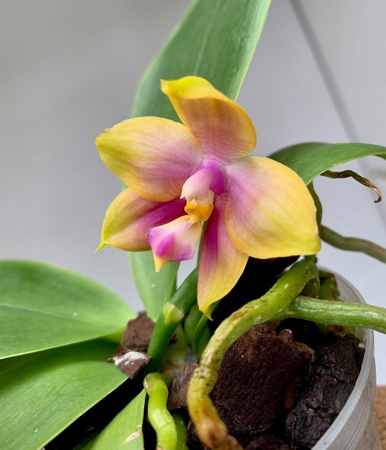 Phalaenopsis Zheng Min Pixel ( AUSWAHL )