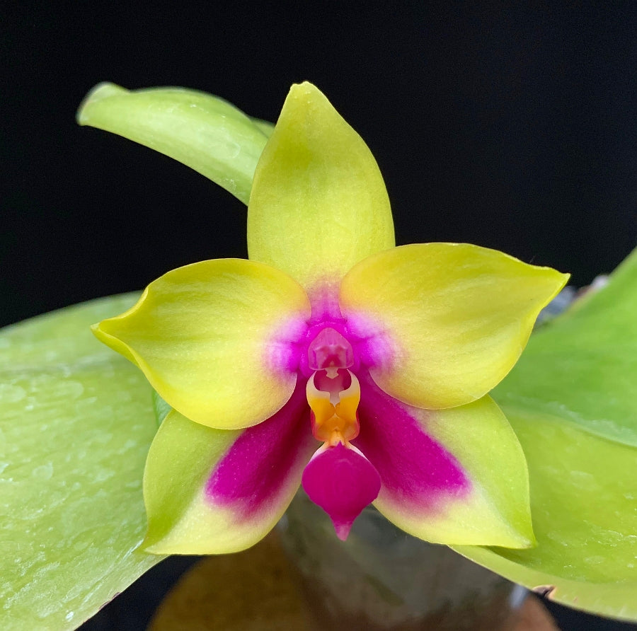 Phal. (Sogo Kaiulani x bellina) x Ld's Bear Queen