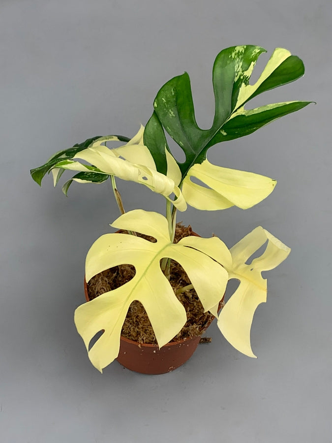 Monstera minima variegated albo "Full Moon"