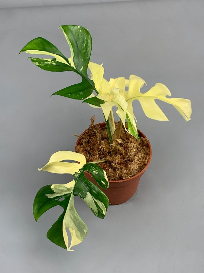 Monstera minima variegated albo "Full Moon"