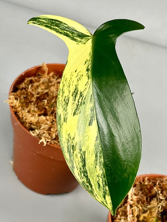 Philodendron Florida Beauty (1 Leaf Cutting)