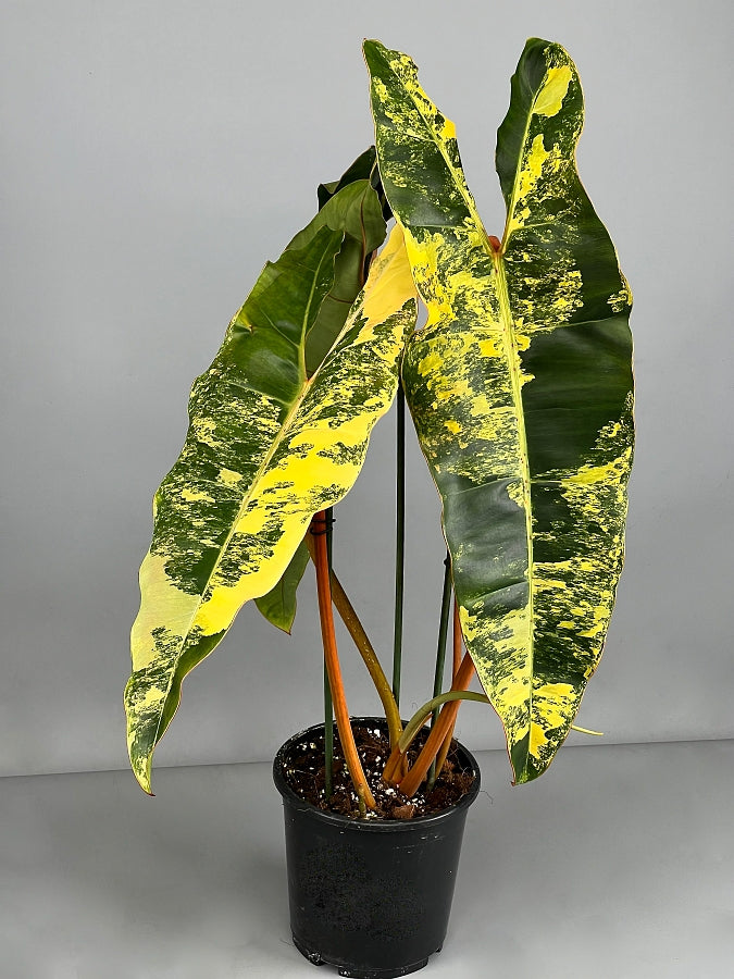 Philodendron billietiae Variegata “Half moon“ (Much Variegata)