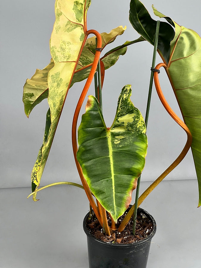 Philodendron billietiae Variegata “Half moon“ (Much Variegata)