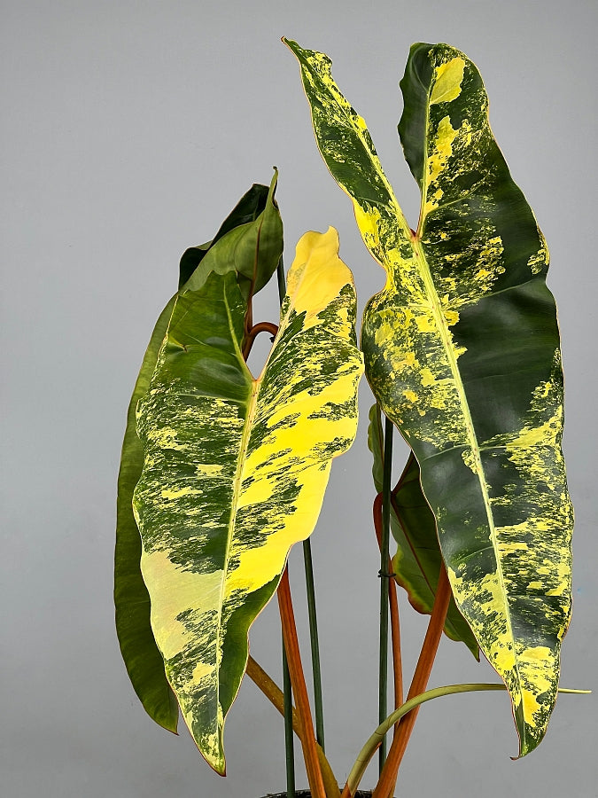Philodendron billietiae Variegata “Half moon“ (Much Variegata)