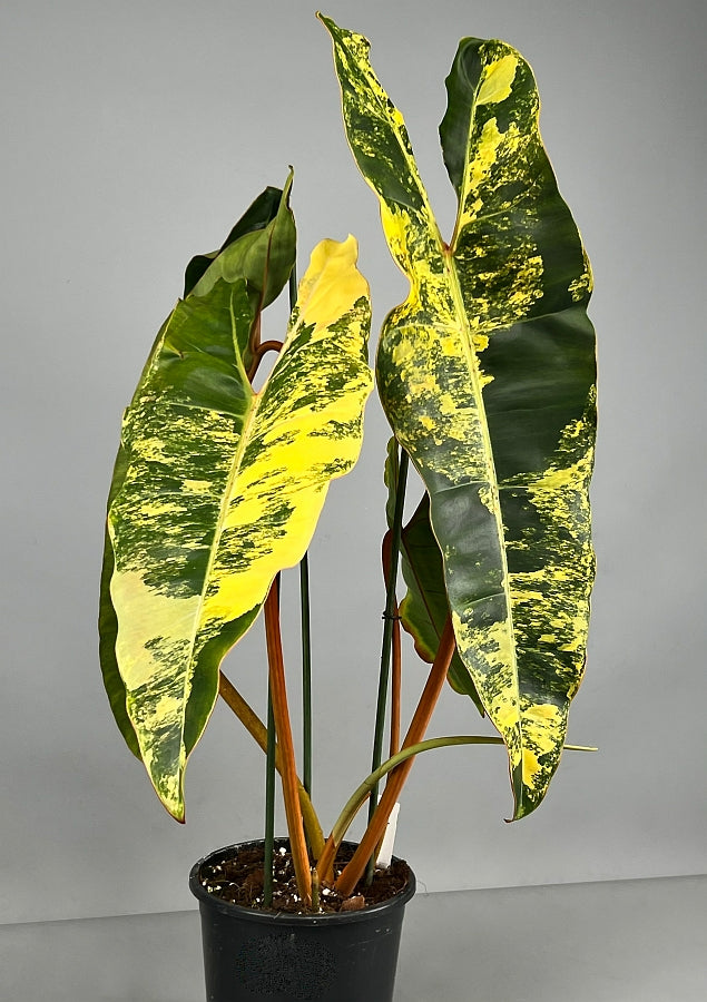 Philodendron billietiae Variegata “Half moon“ (Much Variegata)
