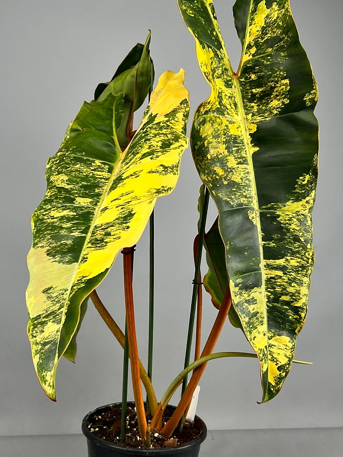 Philodendron billietiae Variegata “Half moon“ (Much Variegata)