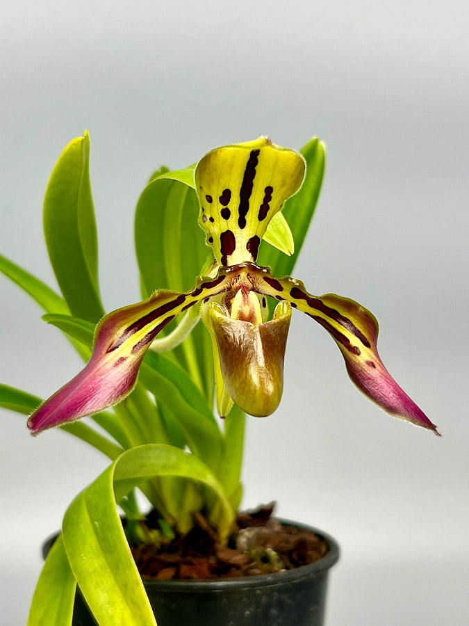Paphiopedilum tigrinum "Small"