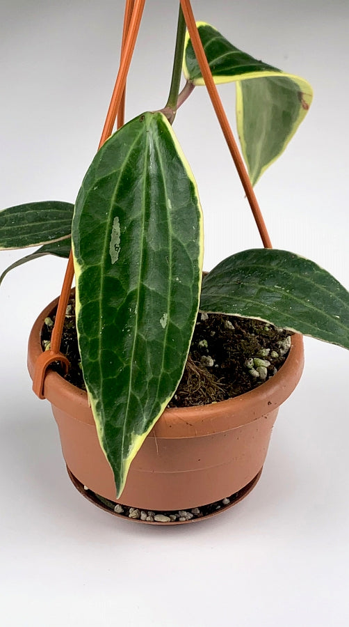 Hoya macrophylla variegata
