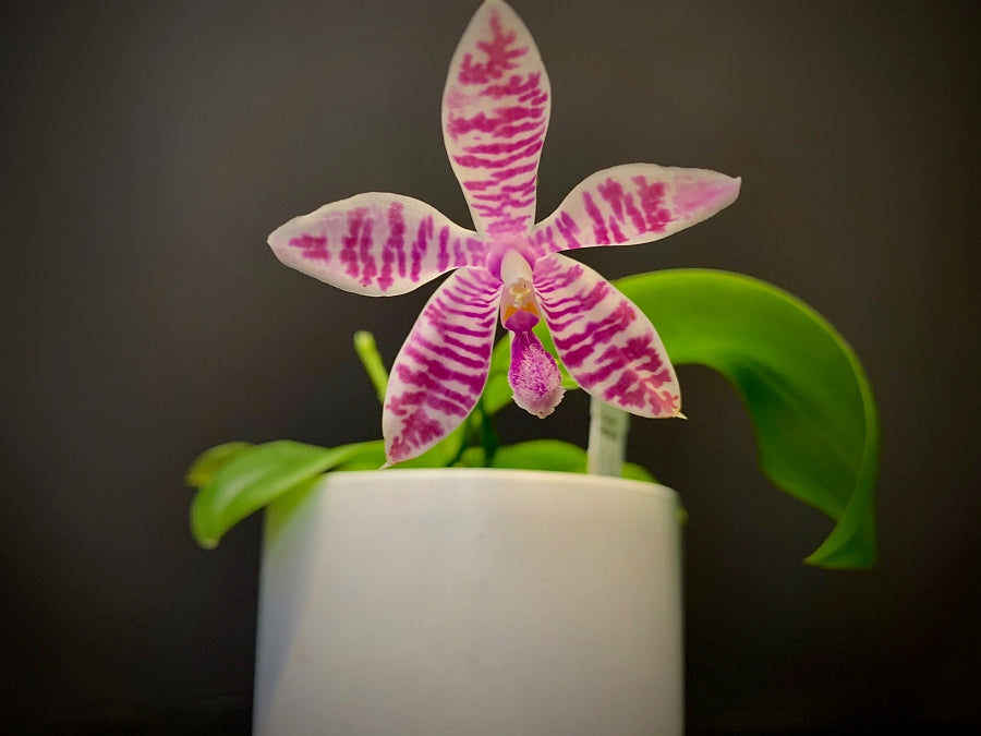 Phalaenopsis (lueddemanniana x violacea) x speciosa rot
