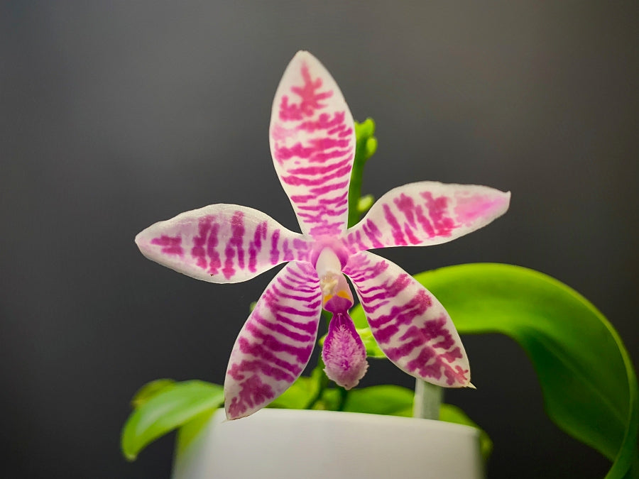 Phalaenopsis (lueddemanniana x violacea) x speciosa rot