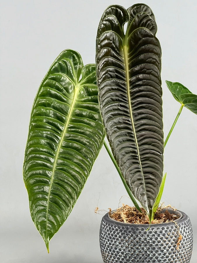 Anthurium veitchii 3/4 leaves