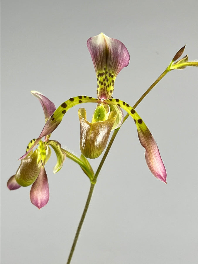 Paphiopedilum haynaldianum x Sib (Sami Vini x Purple Sorsai)