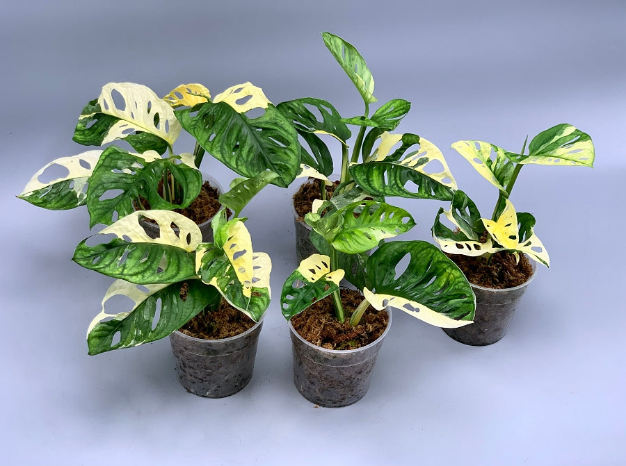 Monstera adansonii variegated Albo (3/4 Leaves)