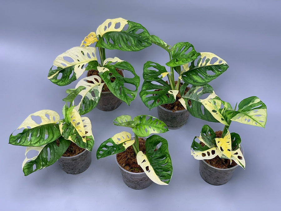 Monstera adansonii variegated Albo (3/4 Leaves)