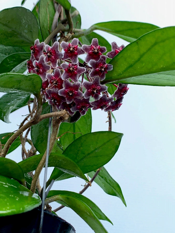 Hoya pubicalyx Pink/Silver Splash